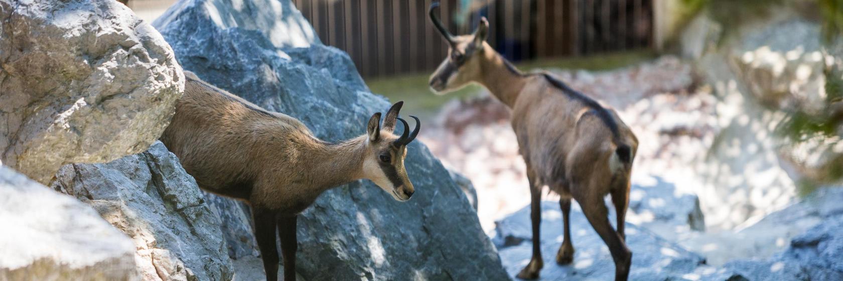 Alpenzoo Innsbruck